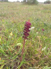 Orobanche foetida