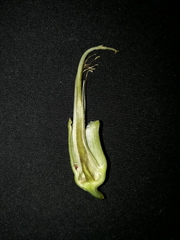 Clitoria javitensis