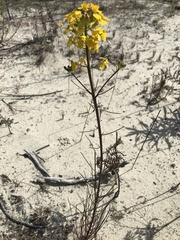 Erysimum teretifolium