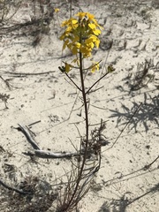 Erysimum teretifolium
