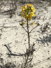 Erysimum teretifolium