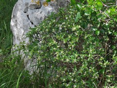 Daphne alpina