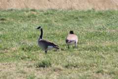 Branta canadensis moffitti