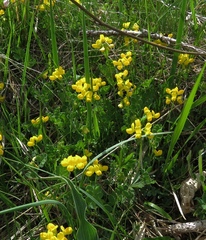 Coronilla vaginalis