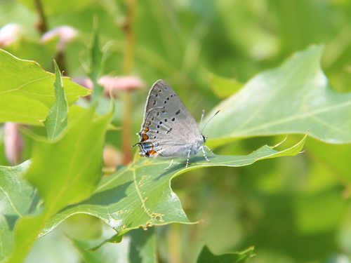 Acadian Hairstreak photo 5