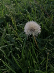 Taraxacum officinale