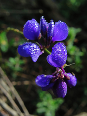 Polygala microphylla