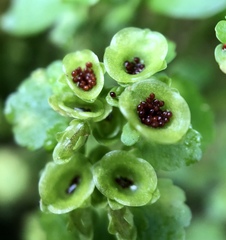 Chrysosplenium japonicum
