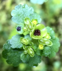 Chrysosplenium japonicum