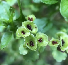 Chrysosplenium japonicum