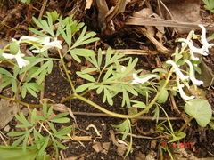 Corydalis angustifolia