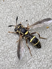 Sphiximorpha willistoni