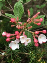 Viburnum carlesii