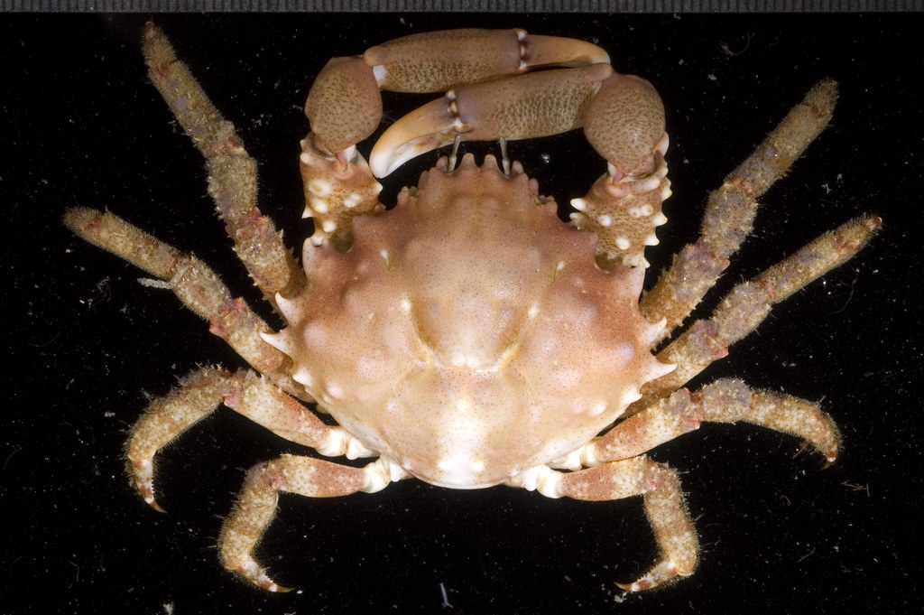 Coral Clinging Crab