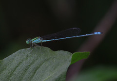Pseudagrion decorum