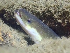 Anguilla japonica