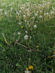 Taraxacum officinale