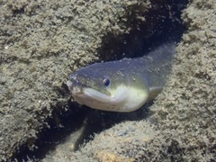 Anguilla japonica