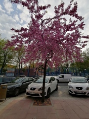 Cercis siliquastrum