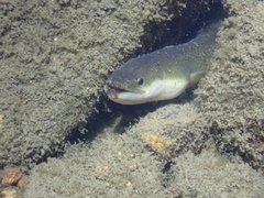 Anguilla japonica