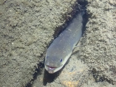 Anguilla japonica