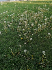 Taraxacum officinale
