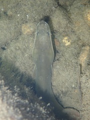 Anguilla japonica