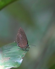 Arhopala pseudomuta