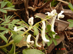 Corydalis angustifolia