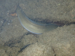 Anguilla japonica