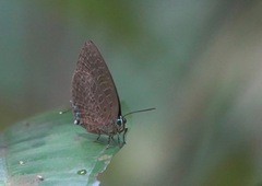 Arhopala pseudomuta