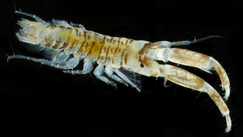Corophiinae