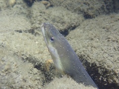 Anguilla japonica