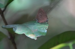 Arhopala pseudomuta
