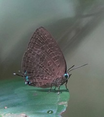 Arhopala pseudomuta
