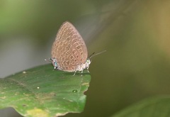 Arhopala pseudomuta
