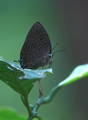 Arhopala pseudomuta