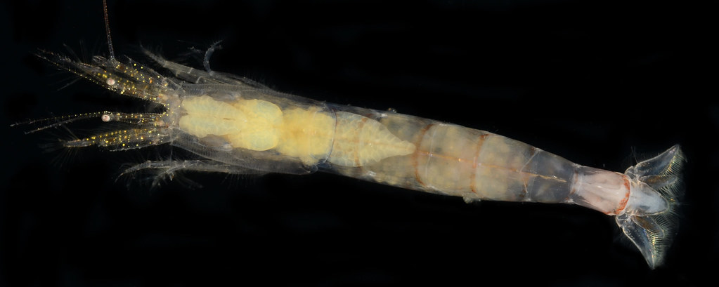 Ogyrididae
