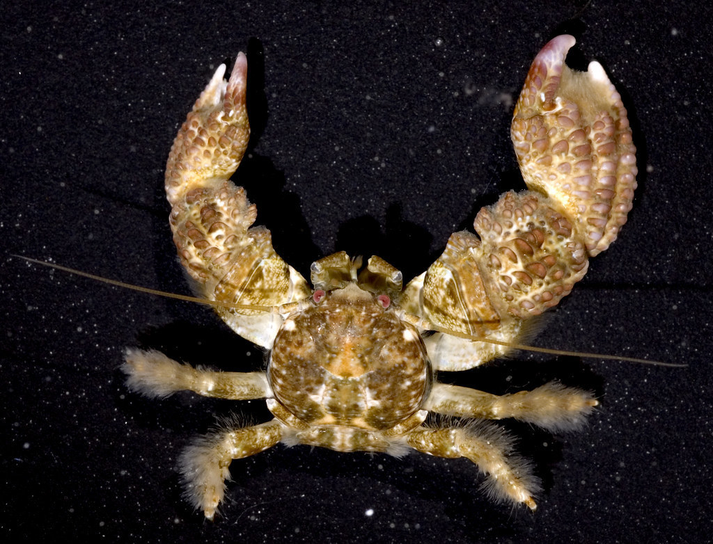 Pachycheles monilifer