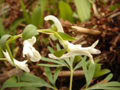 Corydalis angustifolia