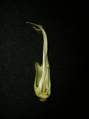 Clitoria javitensis