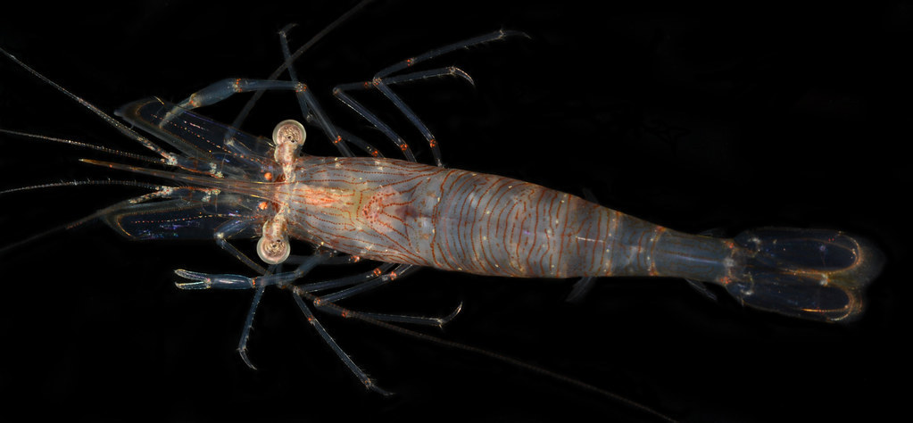 Florida Grass Shrimp