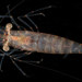 Palaemon floridanus - Photo (c) smithsonian_marinegeo, some rights reserved (CC BY-NC-SA), uploaded by smithsonian_marinegeo