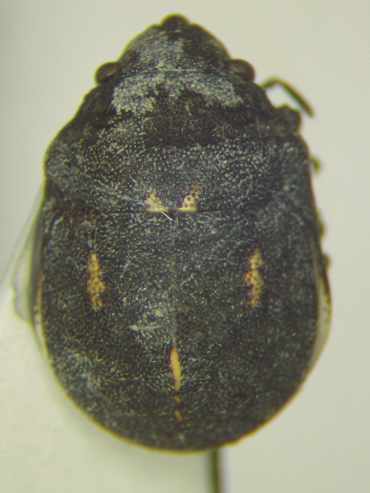 Camirus porosus