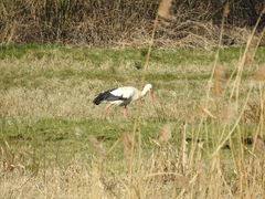 Ciconia ciconia