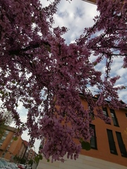 Cercis siliquastrum