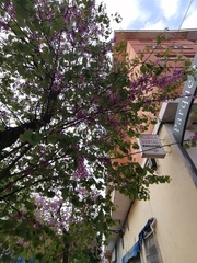 Cercis siliquastrum