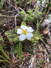 Chamaebatia foliolosa