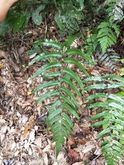 Diplazium mettenianum
