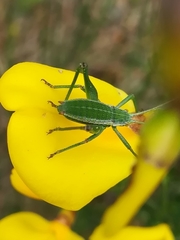 Odontura macphersoni